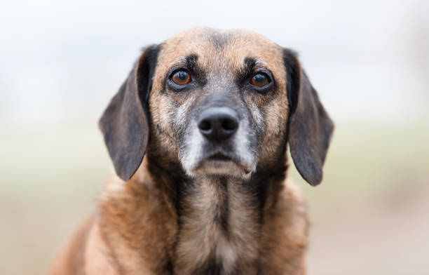 istock Photo of an adorable mongrel dog 1286654506