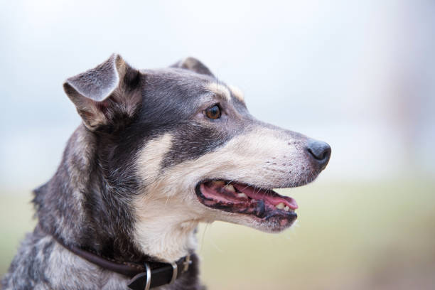 Portrait of a cute fluffy dog in a collar and a harness happy on a walk outdoors