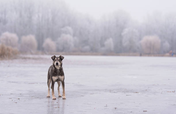 Dog standing on a frozen lake a winters day