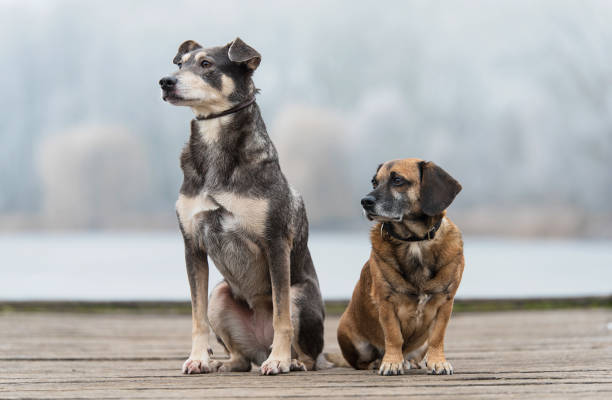 Two adorable dogs resting in the park