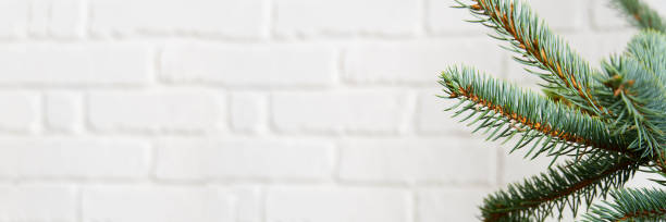 istock spruce branches, christmas tree texture on a white brick wall background. New Year. 1286655267