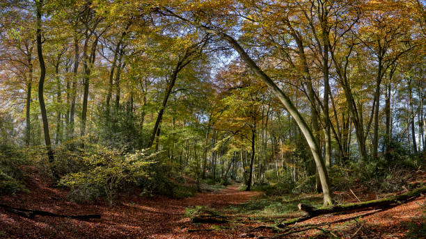 ścieżka przez las - elm tree autumn leaf tree zdjęcia i obrazy z banku zdjęć