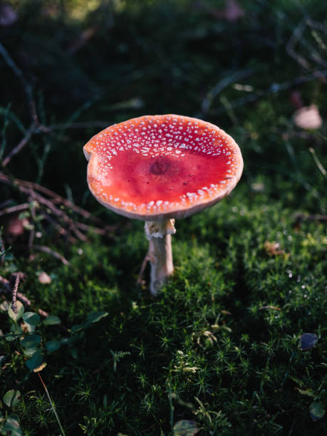 toadstool - mushroom fly agaric mushroom photograph toadstool imagens e fotografias de stock