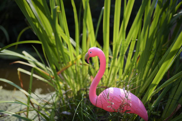 un flamant rose en plastique dans le petit lac - plastic flamingo photos et images de collection