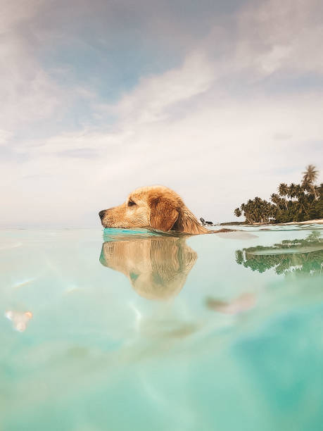 istock Dog swims in the crystal clear ocean in tropical climate 1286657268