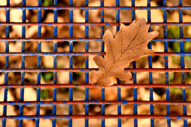 istock autumnal colored oak leaf on a blue grid of a seat 1286657803