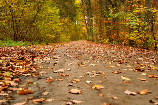 istock Forest way in autumn in soft, sunny light 1286657806