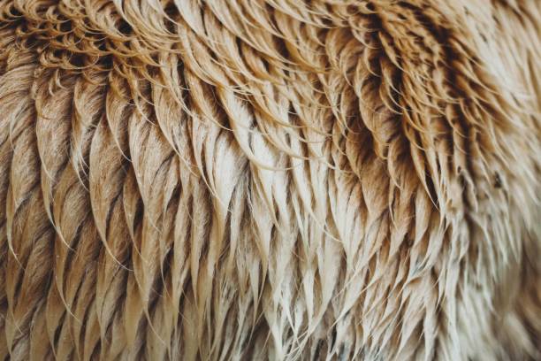 istock Close up of a wet dog fur 1286657870