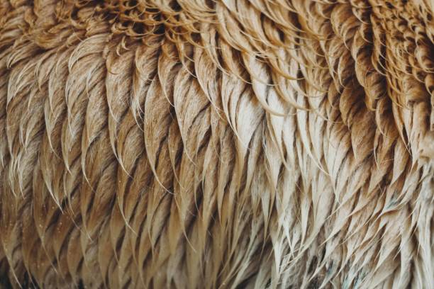 istock Close up of a wet dog fur 1286657906
