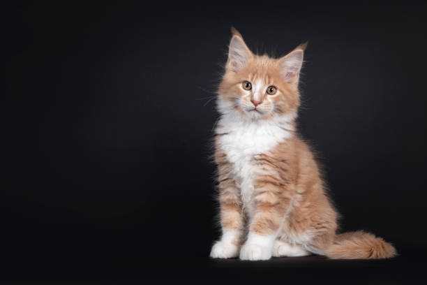 istock Creme white Maine Coon cat kitten on black 1286659012
