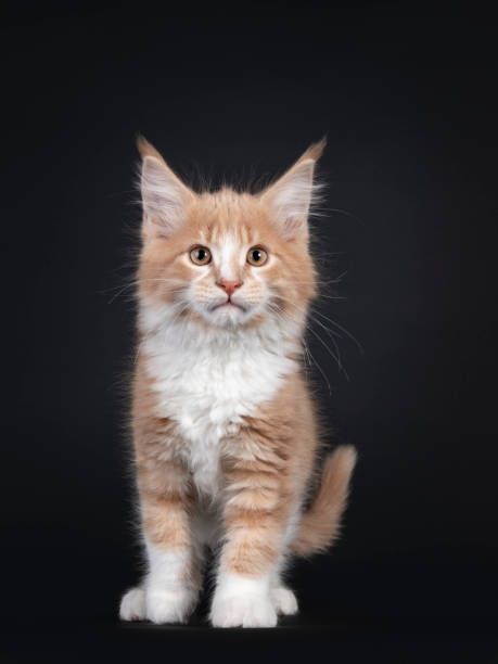 istock Creme white Maine Coon cat kitten on black 1286659013