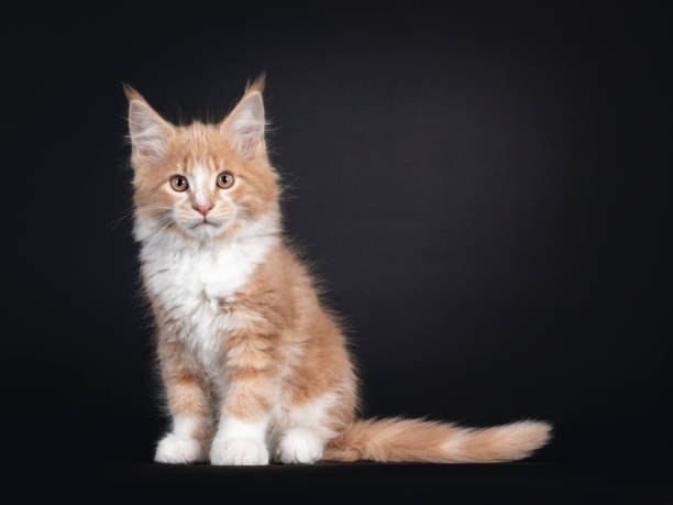 istock Creme white Maine Coon cat kitten on black 1286659033