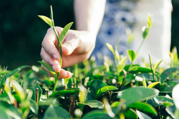 istock Hand of woman crop a green tea. 1286660263