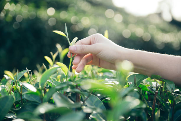 istock Hand of woman crop a green tea. 1286660298