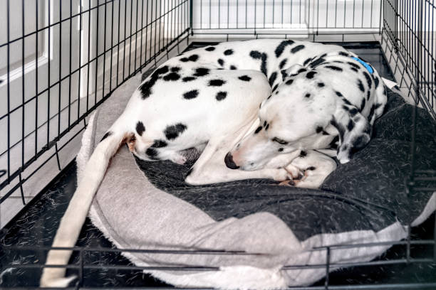 Beautiful Dalmatian dog curled up in his crate
