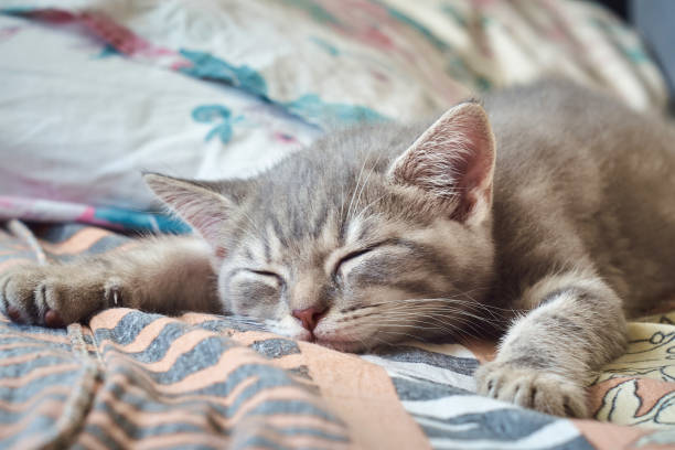 istock Grey tabby kitten with white stripes and pink nose is relaxing with outstretched paws on the bed. Selective focus on foreground. Close-up portrait image. Front view. Cute kitten is resting under sunlight at home. Blurred background. 1286660597