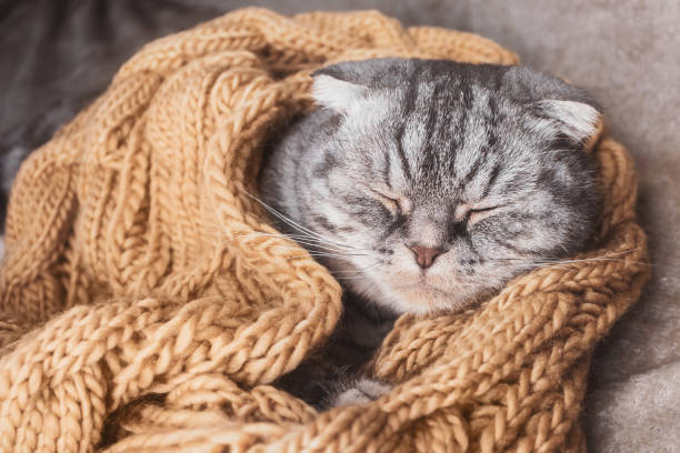 istock The gray Scottish fold cat sleeps wrapped in a warm beige scarf. 1286660674