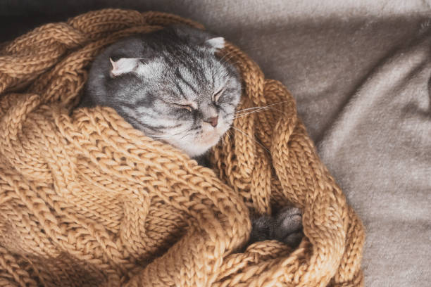 istock The gray Scottish fold cat sleeps wrapped in a warm beige scarf. 1286660681