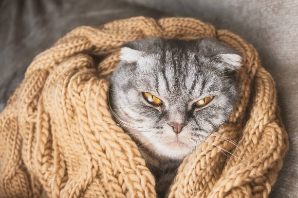 istock The gray Scottish fold cat sleeps wrapped in a warm beige scarf. 1286660685