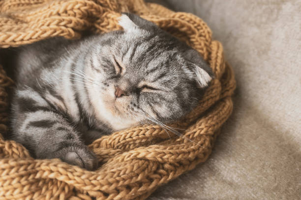istock The gray Scottish fold cat sleeps wrapped in a warm beige scarf. 1286660699