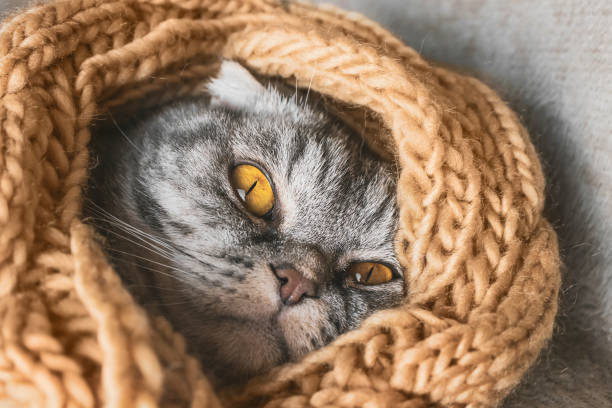 istock The gray Scottish fold cat sleeps wrapped in a warm beige scarf. 1286660708