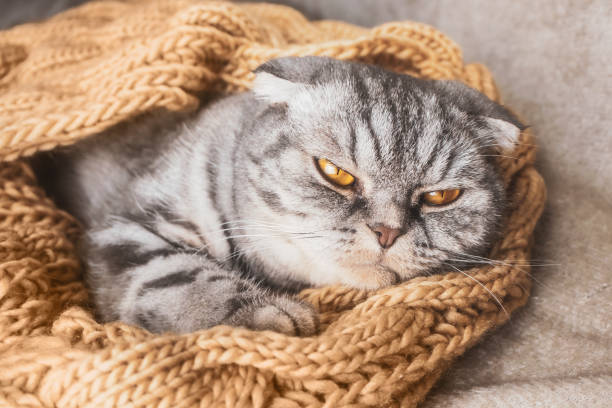 istock The gray Scottish fold cat sleeps wrapped in a warm beige scarf. 1286660712