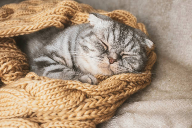 istock The gray Scottish fold cat sleeps wrapped in a warm beige scarf. 1286660749