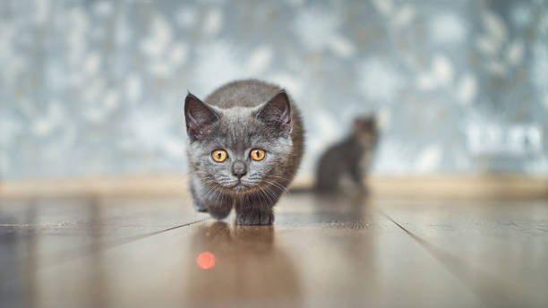 귀여운 회색 새끼 고양이는 사냥과 바닥에 레이저 포인터를 쫓고있다. 새끼 고양이는 붉은 점을보고 대상을 잡으려고노력하고 있습니다. 전면 집중 된 동물에 선택적 초점. 흐린 배경에 두 번째 - 노란 눈 뉴스 사진 이미지