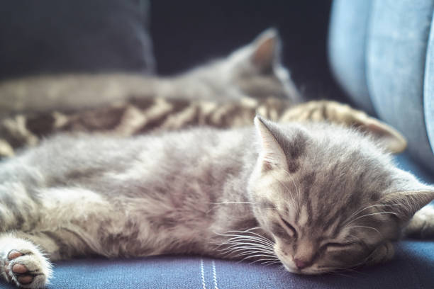 istock Three very cute purebred grey kittens are napping in a row on the blue sofa. Kittens are lying one by one in a line. Focus on the front kitten. Another kittens are hidden on the blurred background. Natural light and domestic atmosphere. 1286660975