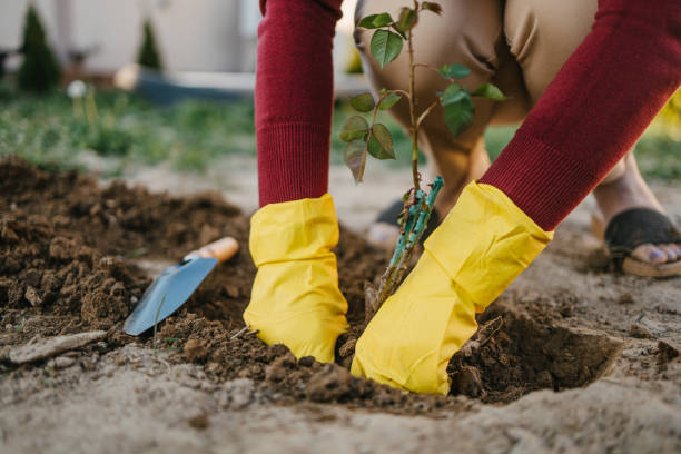 istock Woman digging, home gardening 1286660990