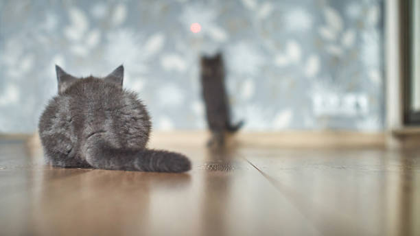 istock Two grey kittens are hunting for a laser pointer on the wall inside domestic room. Kittens are looking and chasing the red point. Selective focus on the front animal turned backside. Second kitten on the blurred background is trying to reach the goal. 1286661586