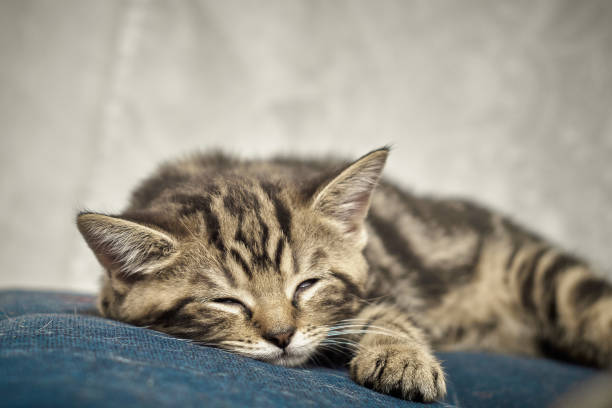 istock Tabby kitten with tigrine coloring fur is relaxing on the blue couch. Front view on the head with paw and blurred body on background. Cute kitten is napping at sweet home. Blurred background. 1286661606