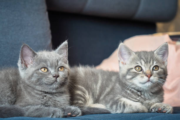 istock Two grey tabby purebred kittens are lying on blue sofa side by side and looking up with curiosity. Natural light in the room. Selective focus on foreground and blurred background with pink pillow on it. 1286661627