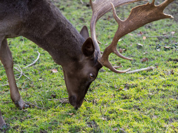 istock Deer portrait in autumn 1286661849