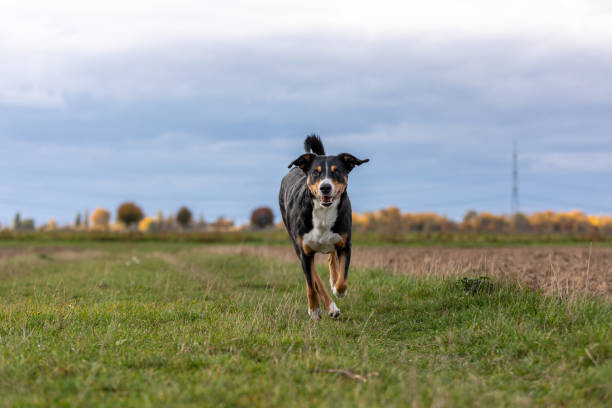 istock dog running very fast through the countryside 1286661887