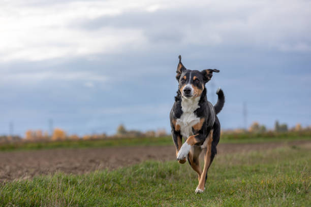 istock dog running very fast through the countryside 1286662064