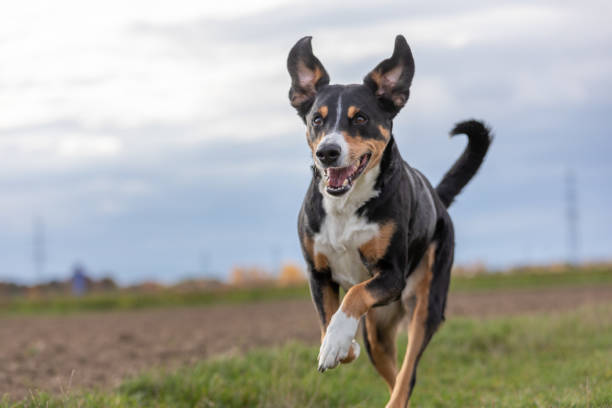 dog running very fast through the countryside appenzeller dog running very fast through the countryside agility animal canine sports race stock pictures, royalty-free photos & images