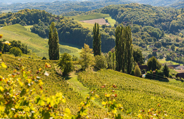istock Poplar trees on grapevine field in Styria, Austria 1286665499