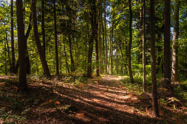 istock Beautiful green forest with sun coming through the trees. 1286665510