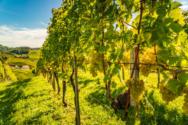 istock White grapes hanging from lush green vine, vineyard background. 1286665534