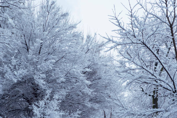 istock Beautiful trees covered with snow in snowfall, great design for any purposes. Snowfall background. Beautiful winter landscape. New year snow background. Seasonal nature background. 1286665679