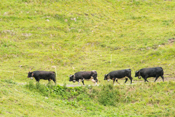 Bovini in montagna