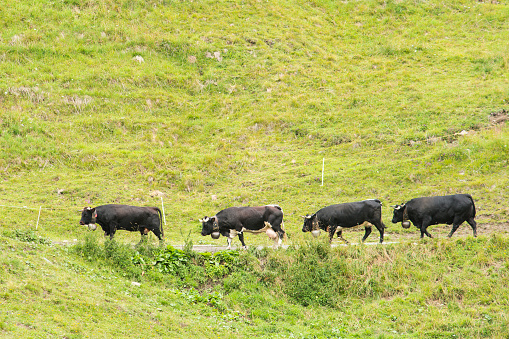 Four Eringer cows, from Val du herens in a row walking through green fields