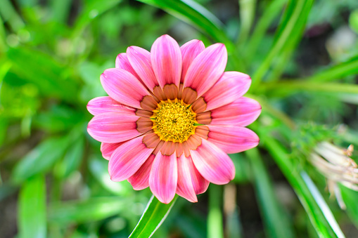 Top view of many vivid pink gazania flowers and blurred green leaves in soft focus, in a garden in a sunny summer day, beautiful outdoor floral background