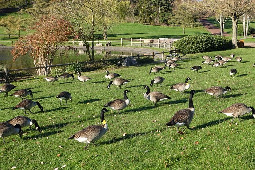 Group of Canada Geese on the ground around a pond in the Paris region