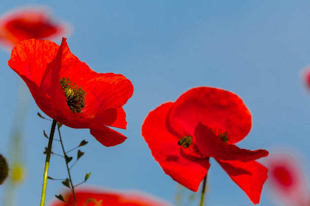 istock red poppy on a blue sky background 1286669373