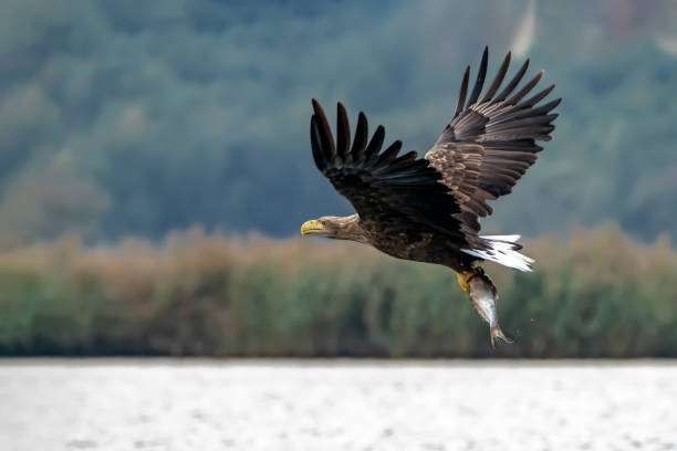 飛行中の美しいホワイトテールイーグル(ハリアエトゥスアルビシラ)。 - white tailed eagle sea eagle eagle sea ストックフォトと画像