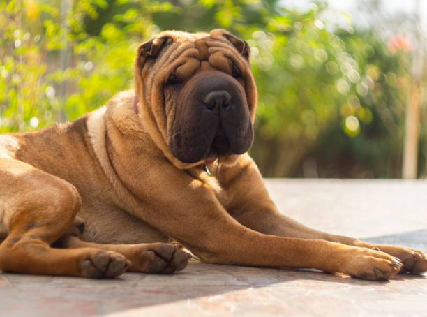 istock House dog Shar Pei red color looks away 1286669738