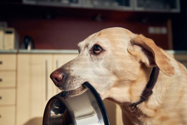 istock Hungry dog holding bowl and waiting for feeding. 1286670725