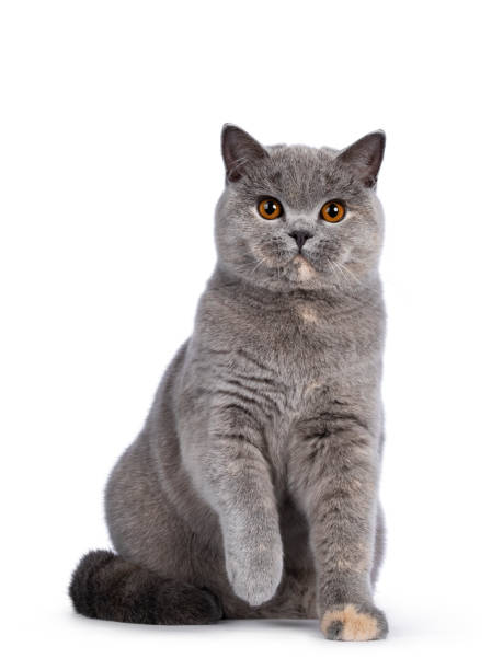 istock Blue tortie British Shorthair cat on white 1286670868
